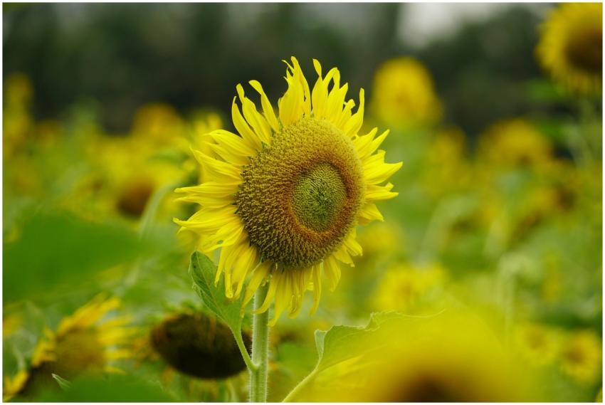 Vibrant sunflower in full bloom under a clear sky,