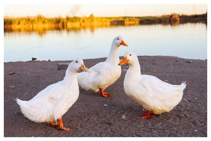 White Duck Bird Water