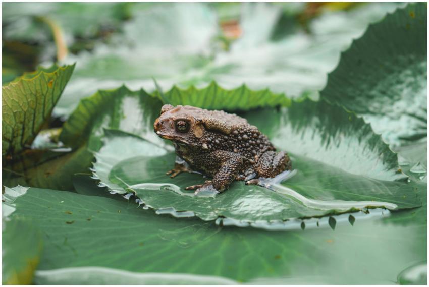 A detailed close-up of a frog resting on a wet lea