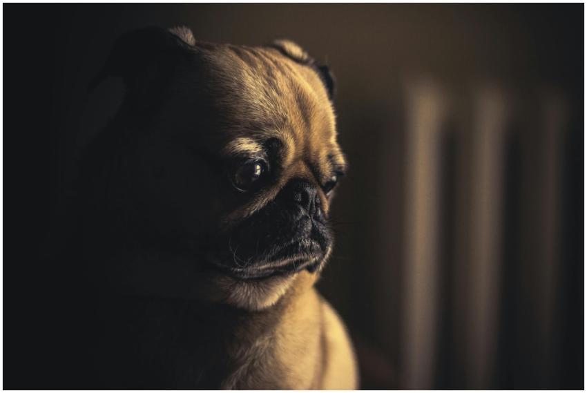 Detailed low light portrait of a pug dog with a th