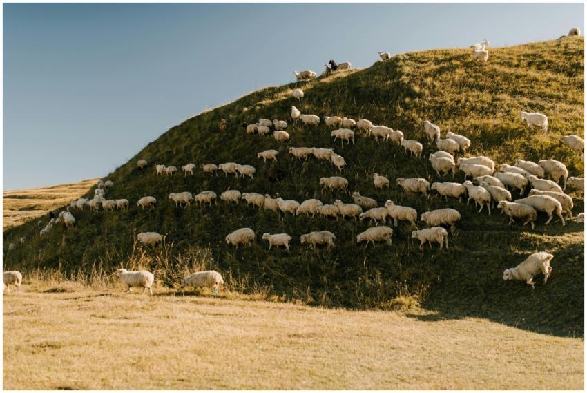 Flock of sheep grazing on a hilly countryside past