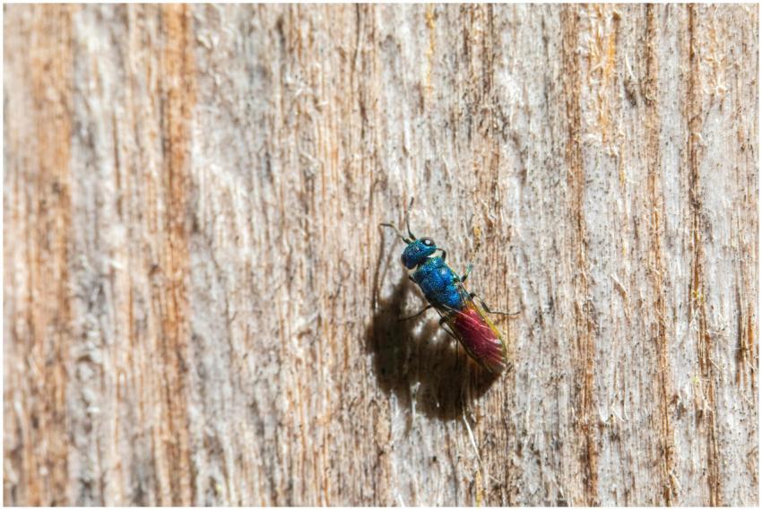 Close-up of a vibrant insect on textured wood, sho