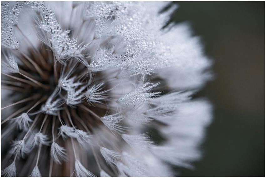 Macro shot of a delicate dandelion covered in dew