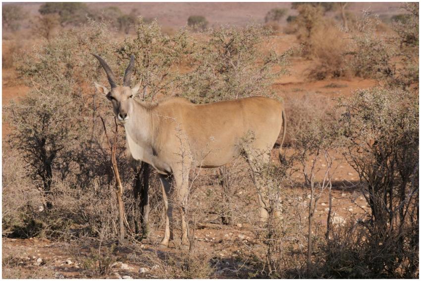 A majestic Eland standing in the dry African savan