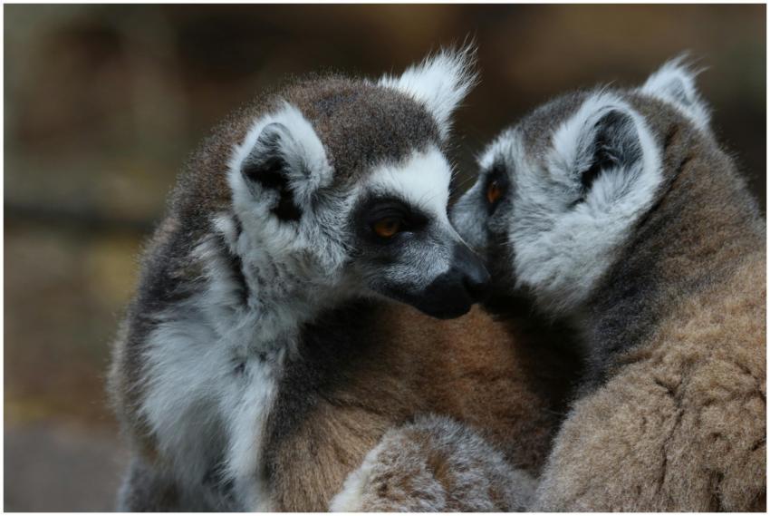 Two adorable ring-tailed lemurs nuzzling outdoors,