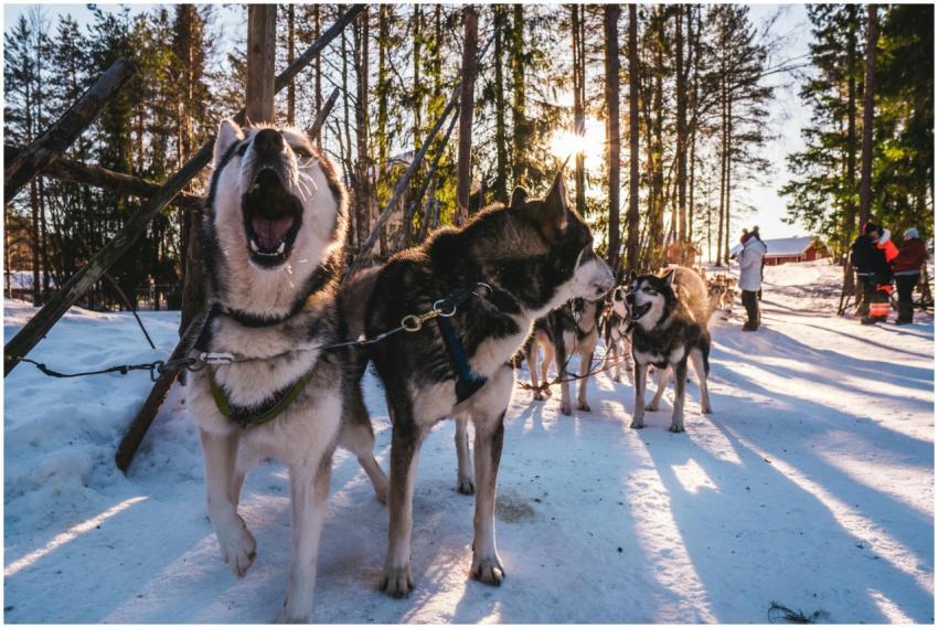 Siberian huskies in a snowy forest in Finland, sho
