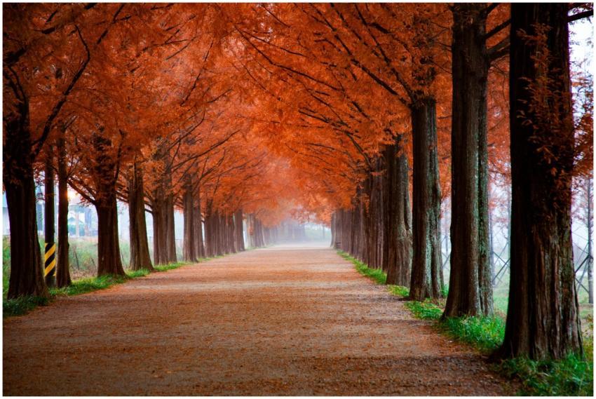 Peaceful autumn pathway lined with vibrant fall fo