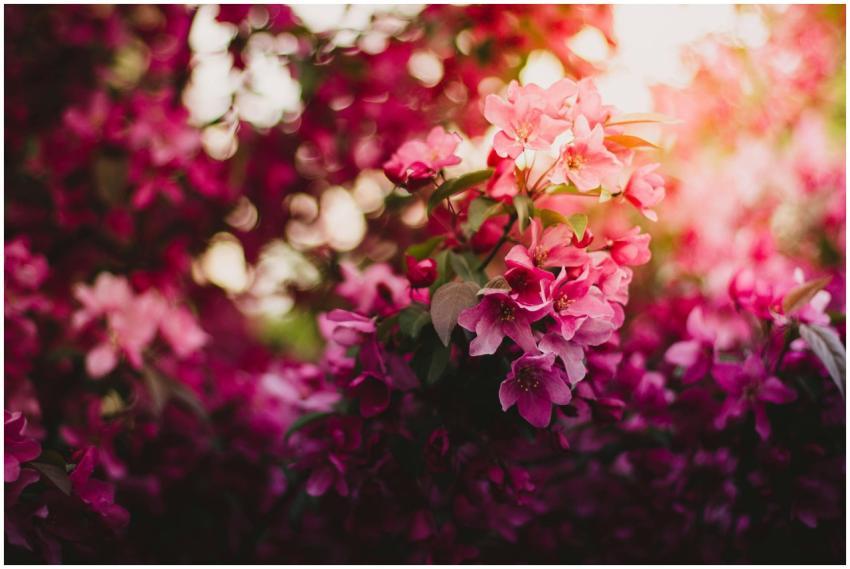 Beautiful pink blossoms in a sunlit garden, captur