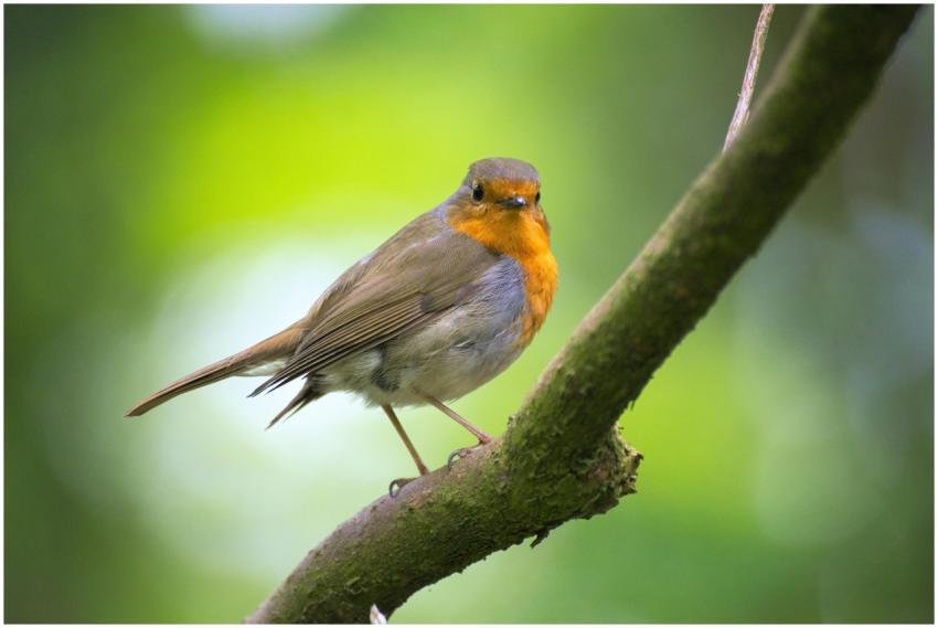 A detailed view of a robin perched on a branch in