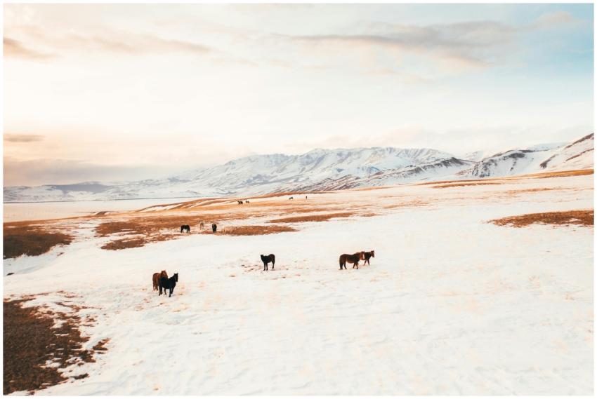 Wide-angle view of horses grazing on snow-covered