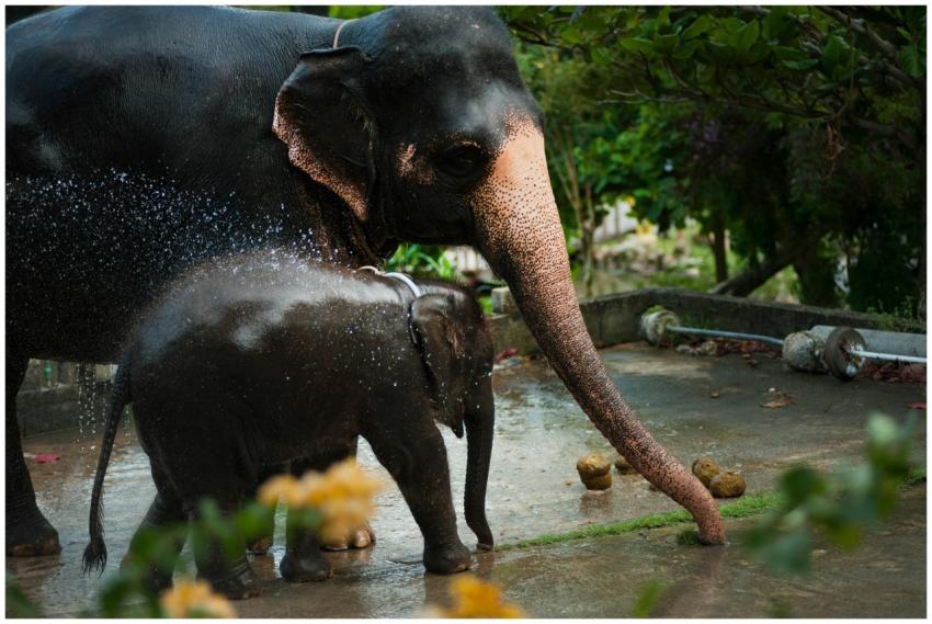 A mother elephant sprays water over her baby in a