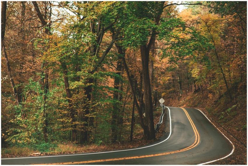 Explore a serene curvy road winding through autumn