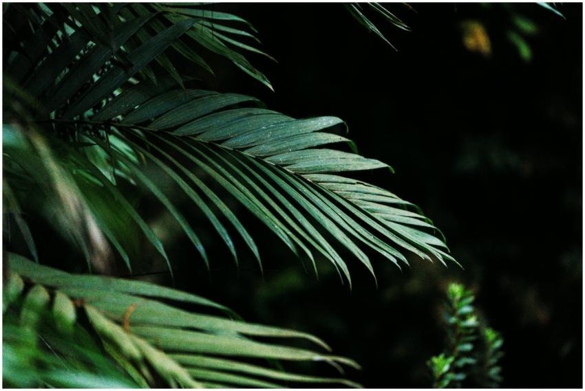 Close-up of green palm leaves in a tropical forest