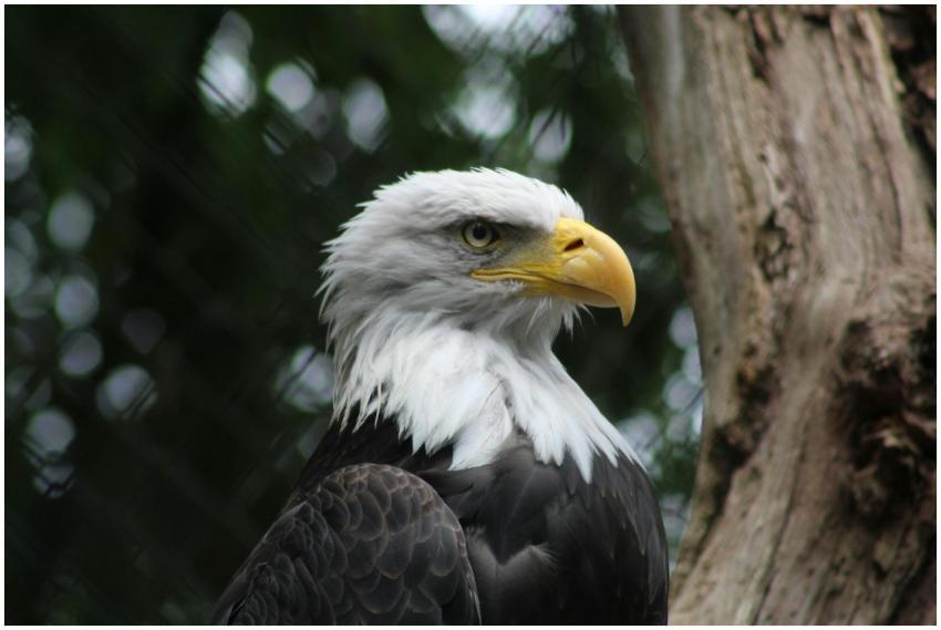 A close-up of a majestic bald eagle perched on a t