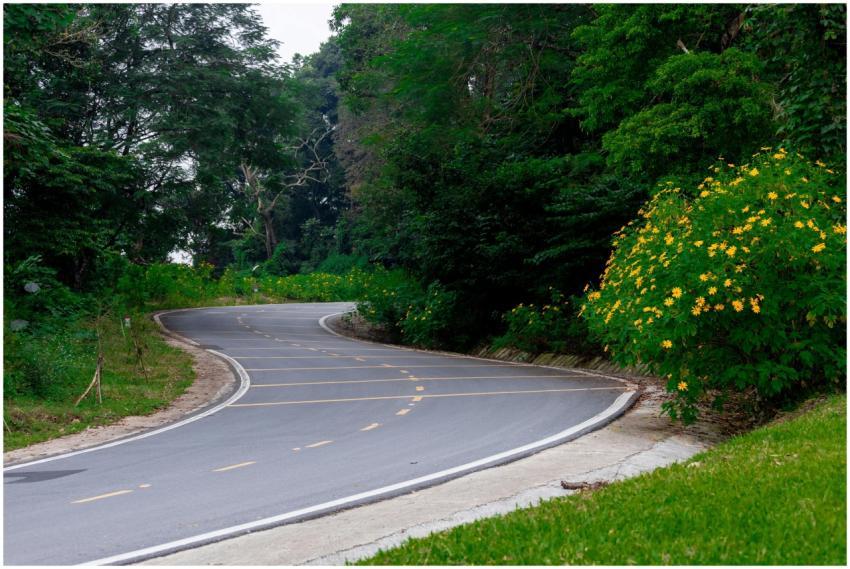 A scenic curving road surrounded by lush greenery