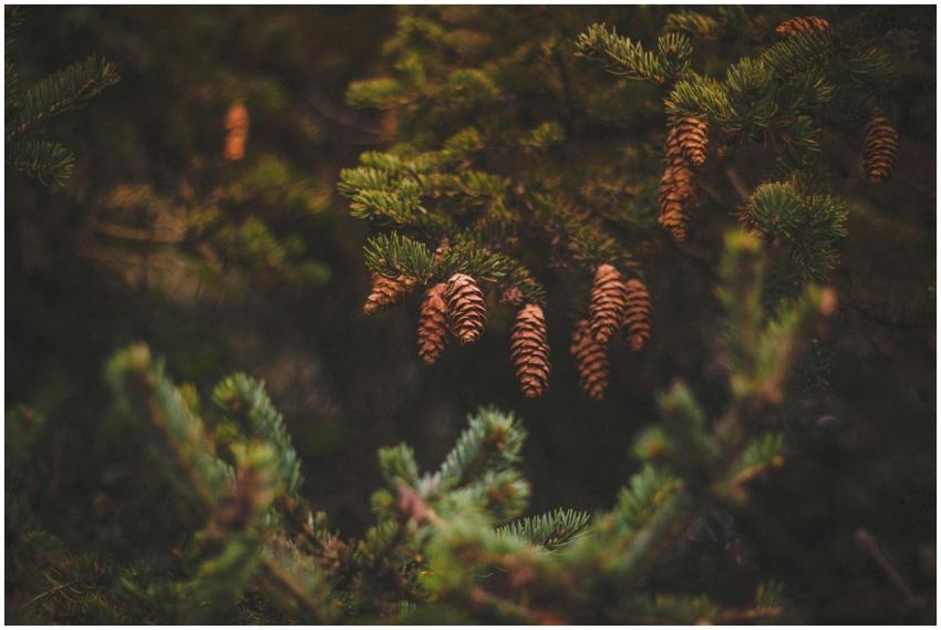 Detailed view of pine cones hanging from a lush ev
