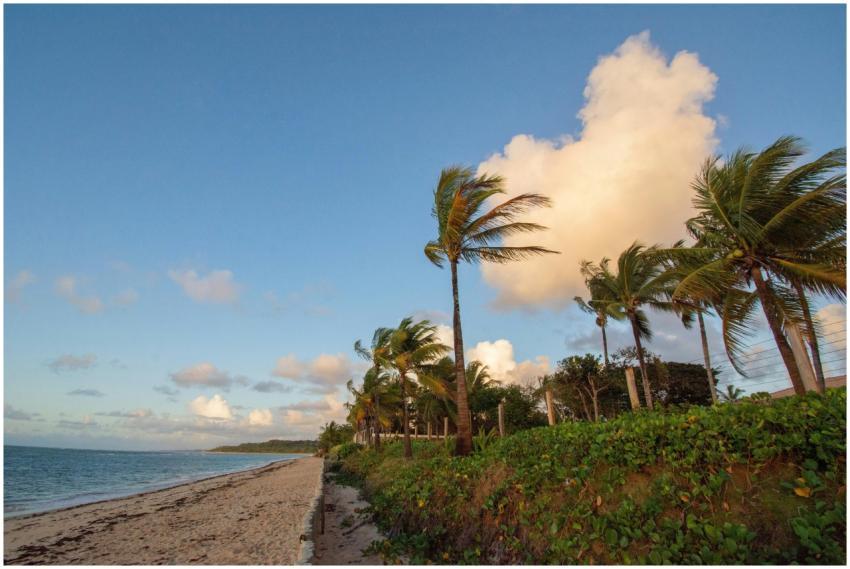 Serene beach with palm trees at sunset in Porto Se