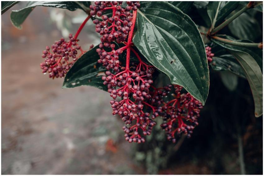 Detailed shot of Medinilla plant showcasing vibran