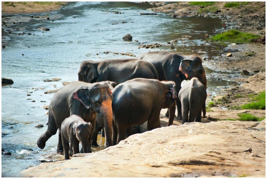 A family of Asian elephants gathers near a river i