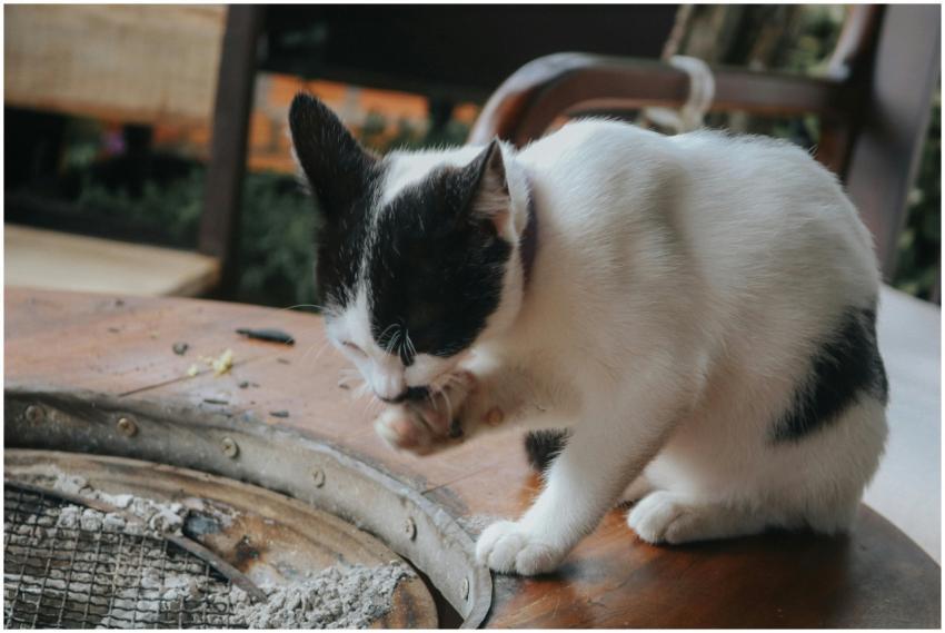 Adorable black and white cat grooming itself on a