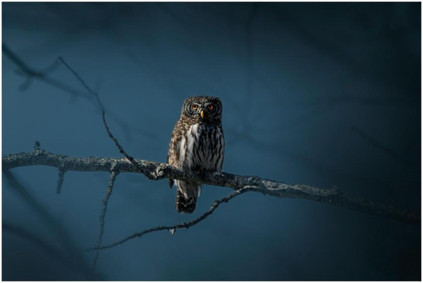 A Eurasian Pygmy Owl perched on a branch in a dark