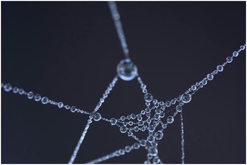 Close-up shot of a spider web with glistening wate