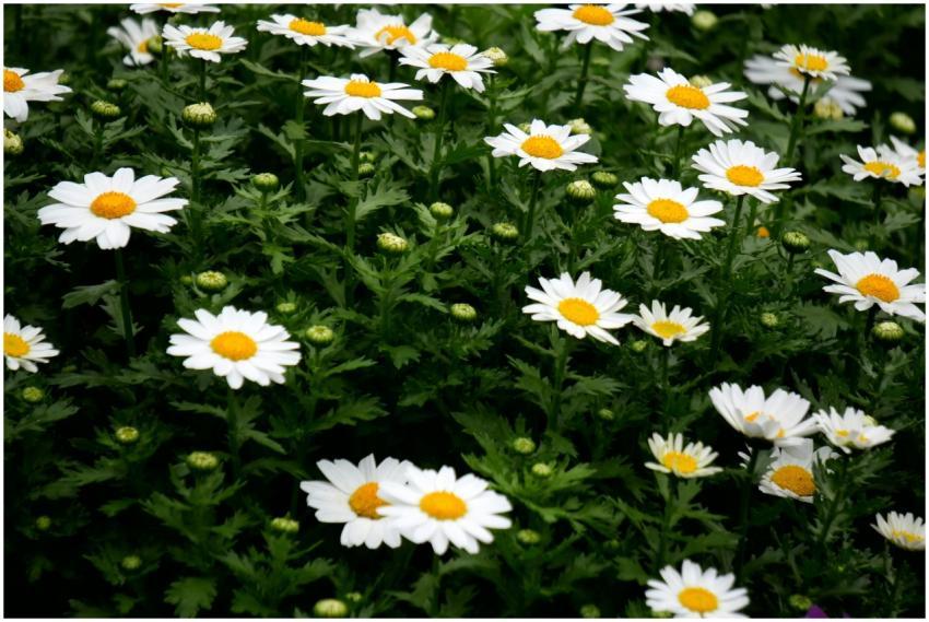 A vibrant display of daisies in full bloom, showca