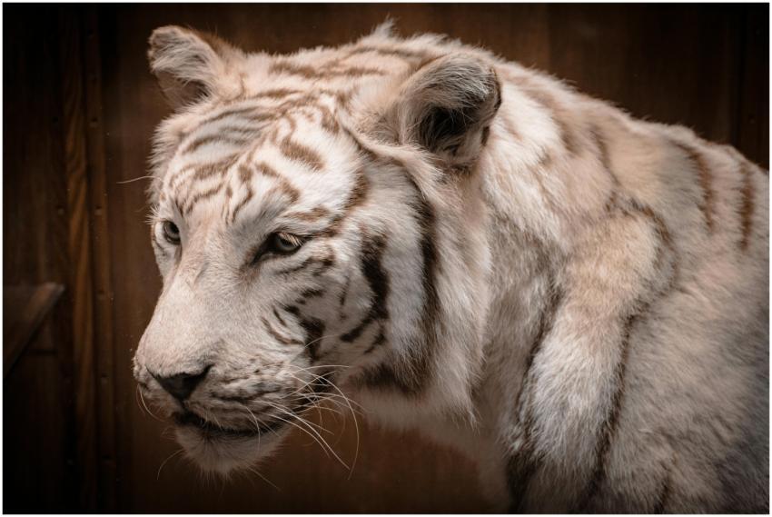 Stunning close-up image of a white Bengal tiger in