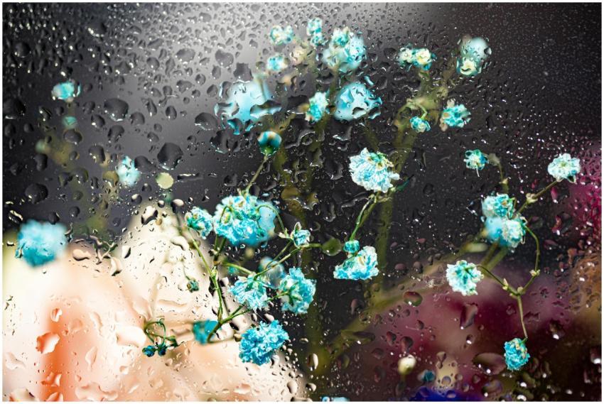 A mesmerizing display of blue flowers viewed throu