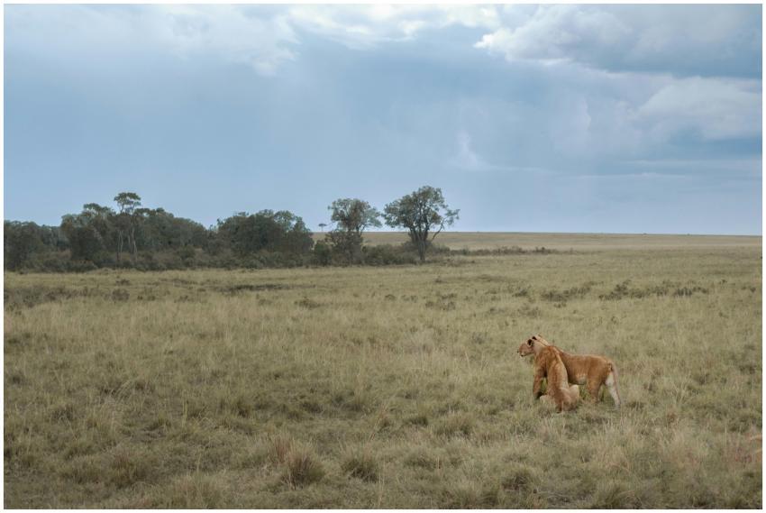 Two lions exploring the vast African savanna on a
