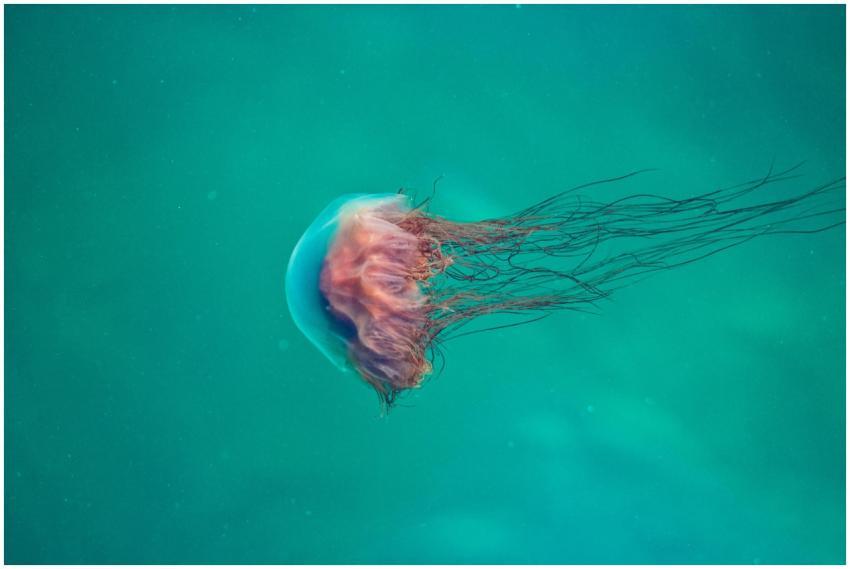 Beautiful close-up of a jellyfish showcasing its v