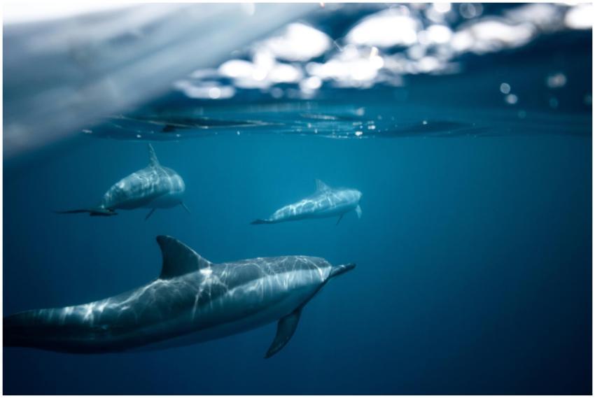 Captivating image of dolphins in the clear Hawaiia