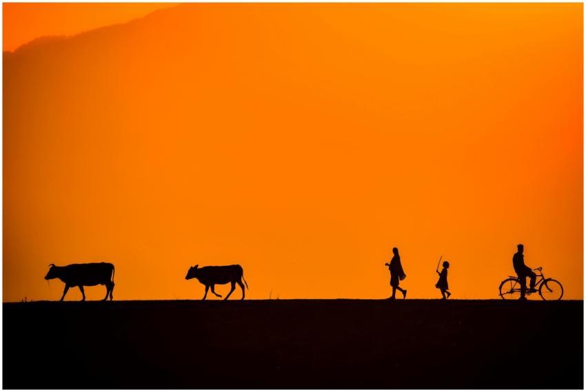 Two people walk alongside cows and a cyclist again