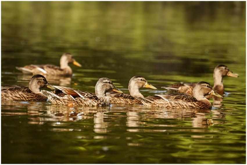A group of mallard ducks swimming in a sunlit pond