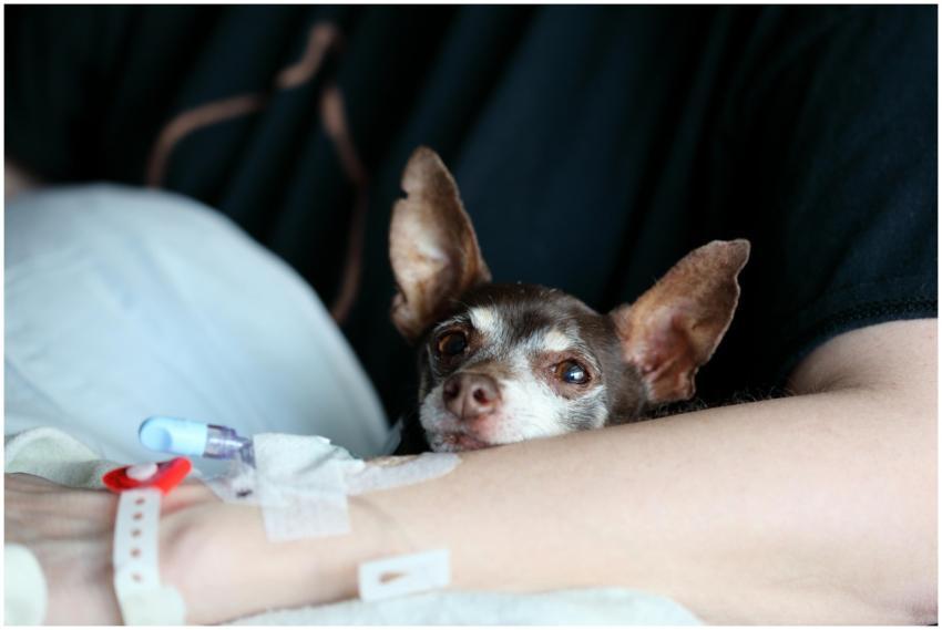 A chihuahua cuddling with a person receiving medic