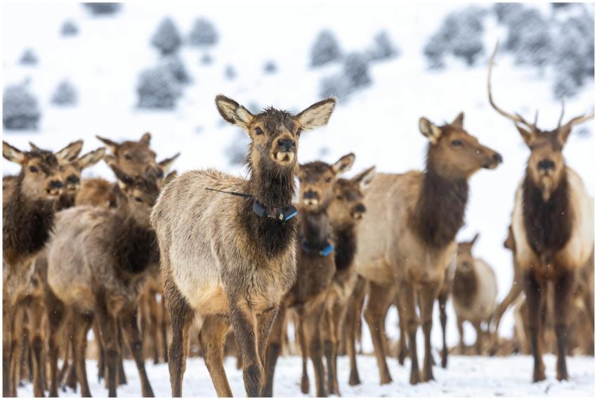 A group of elk standing in a snowy winter landscap