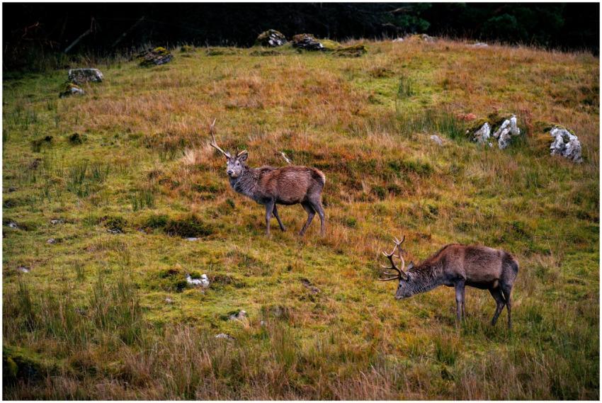 Majestic Red Deer Grazing