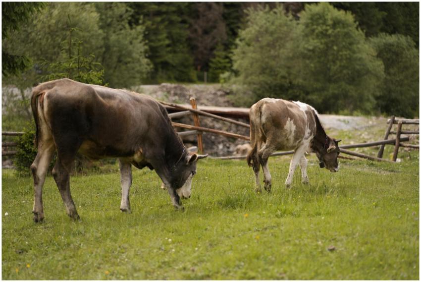 Two cows grazing in a serene countryside field sur