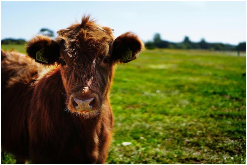 A young brown cow standing in a green pasture on a
