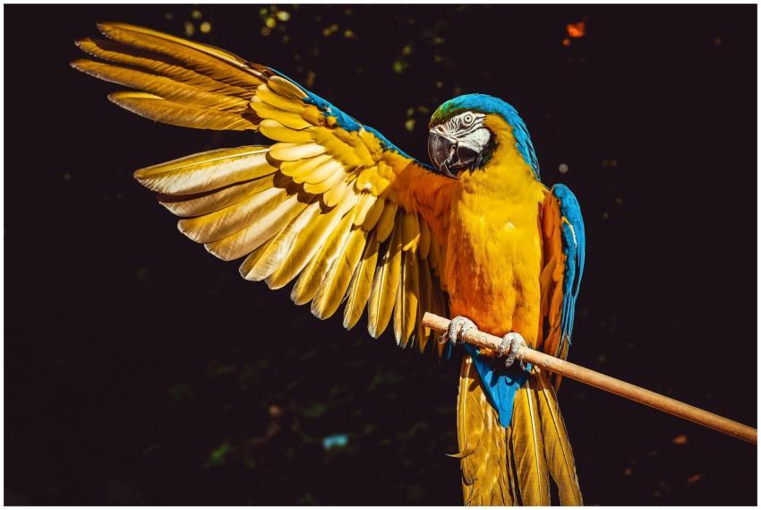 A stunning blue and yellow macaw with wings spread