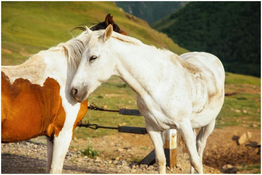 A graceful white horse outdoors, enjoying the warm
