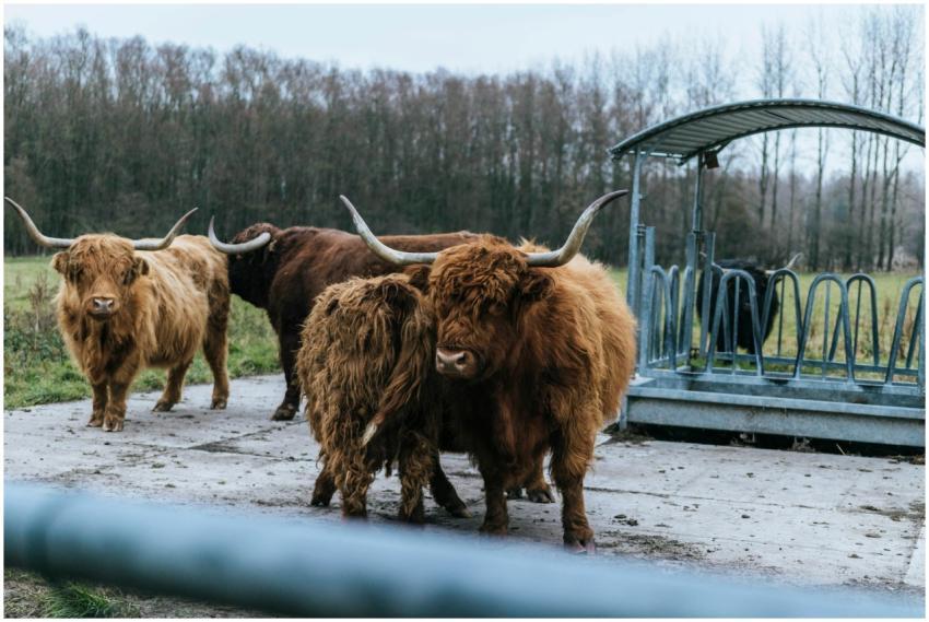 A herd of highland cattle with long horns standing