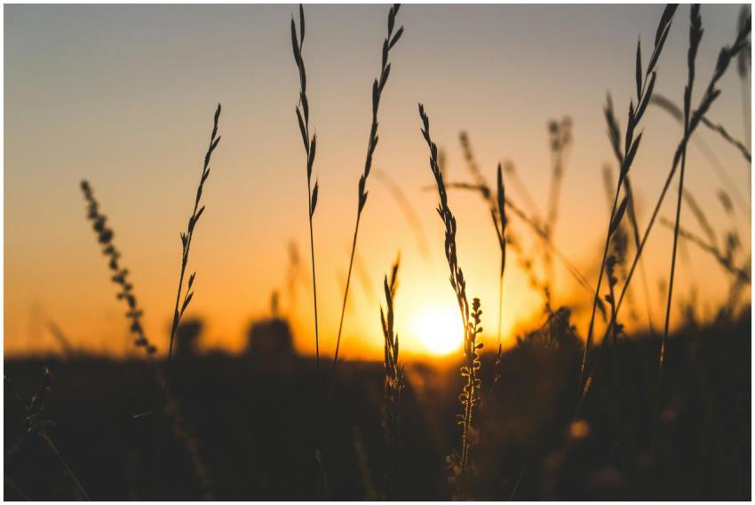 Silhouette of grass against a vibrant sunset in Br