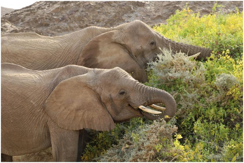 African Elephants Grazing Natural