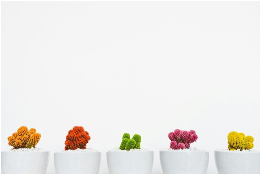 Vibrant cacti in white pots against minimalistic b