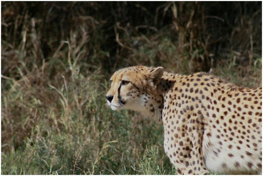 Close-up of a majestic cheetah in its natural habi