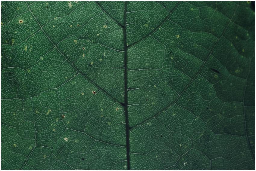 Macro photograph showcasing the intricate veins an