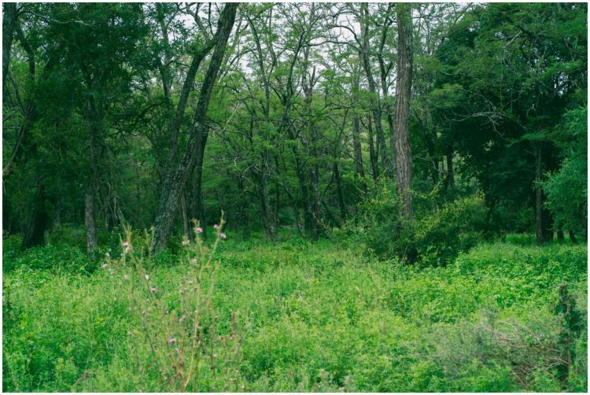 Dense green forest in Río de los Sauces, Córdoba,