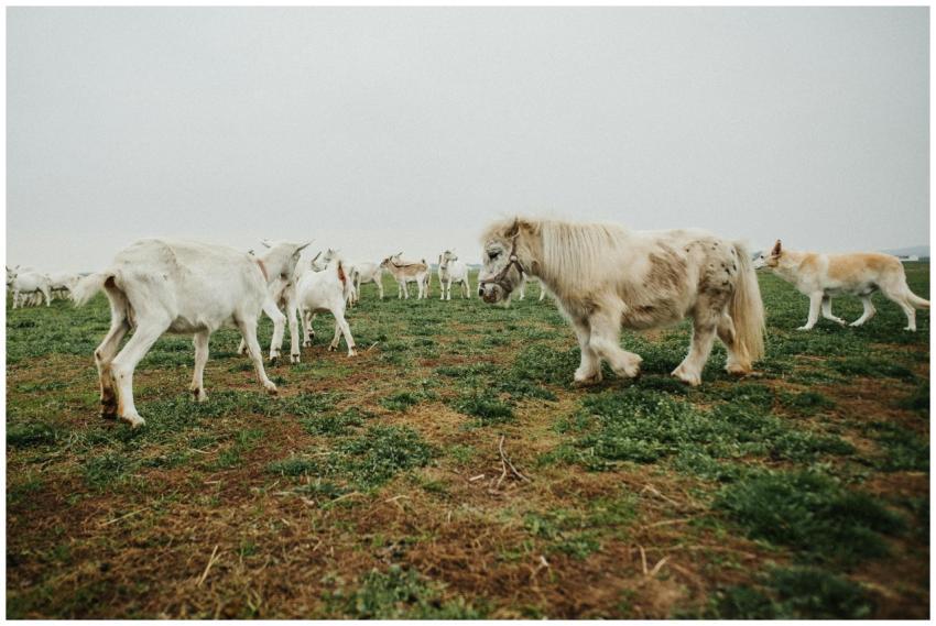 Ponies, goats, and a dog grazing peacefully in a r