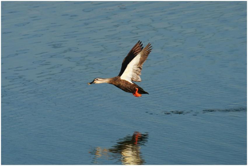 Spot-billed duck in flight over a serene water sur